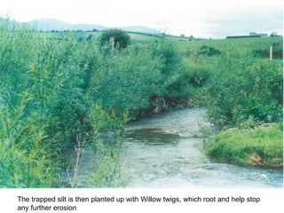 The trapped silt is then planted up with Willow twigs, which root and help stop any further erosion 