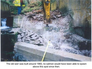 The old weir was built around 1960, no salmon would have been able to spawn above this spot since then. 