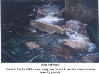 (After Fish Pass) Now both Trout and Salmon can easily pass the weir to populate miles of suitable spawning grounds. 