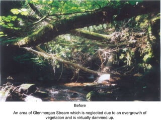 Before An area of Glenmorgan Stream which is neglected due to an overgrowth of vegetation and is virtually dammed up. 