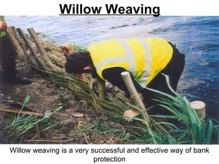 Willow Weaving Willow weaving is a very successful and effective way of bank protection 