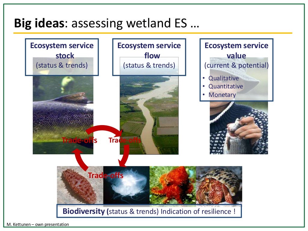 Water wetlands ecosystem services