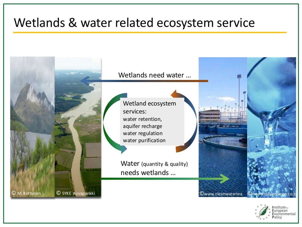 Water wetlands ecosystem services