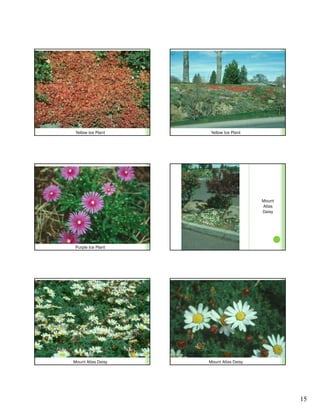 Yellow Ice Plant    Yellow Ice Plant




                                        Mount
                                        Atlas
                                        Daisy




 Purple Ice Plant




Mount Atlas Daisy   Mount Atlas Daisy




                                                15
 