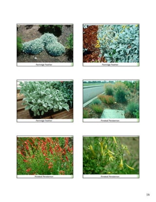 Partridge Feather    Partridge Feather




 Partridge Feather   Pineleaf Penstemon




Pineleaf Penstemon   Pineleaf Penstemon




                                          16
 