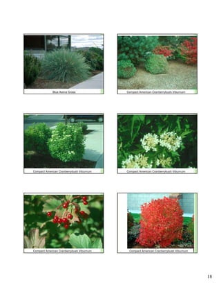 Blue Avena Grass              Compact American Cranberrybush Viburnum




Compact American Cranberrybush Viburnum   Compact American Cranberrybush Viburnum




Compact American Cranberrybush Viburnum    Compact American Cranberrybush Viburnum




                                                                                     18
 