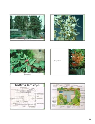 Serviceberry                              Serviceberry




                                  Serviceberry




       Serviceberry




Traditional Landscape




                        Blended Grass Mix or
                           Native Grasses




                                                                19
 