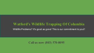 Watford's Wildlife Trapping Of Columbia
Wildlife Problems? It's good as gone! This is our commitment to you!!
Call us now (803) 570-8095
 