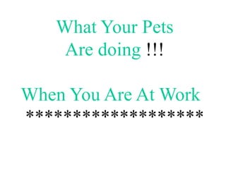 What Your Pets
Are doing !!!
When You Are At Work
*******************

 