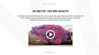 40 MEYVE, TEK BİR AĞAÇTA 
Amerikalı sanatçı Sam Van Aken’in sanat projesinde, ağaç aşılama yöntemi sayesinde 40 
farklı meyveyi aynı anda verebiliyor. Bu ağaç, ilkbaharda pembe, beyaz renklerde 
çiçeklere bürünüyor ve ortaya harika bir görüntü çıkıyor. 
 