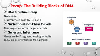 Watson and Crick’s Double Helix Model: Unraveling DNA Structure and ...