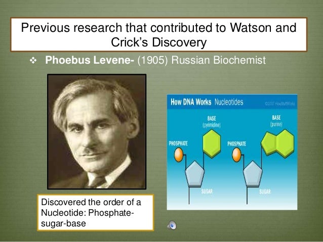 Which Discovery Is Attributed To Phoebus Levene? Which Discovery Is Attributed To Phoebus Levene?