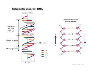 Watson and crick model of dna | PPT