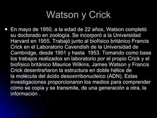 Watson y Crick En mayo de 1950, a la edad de 22 años, Watson completó su doctorado en zoología. Se incorporó a la Universidad Harvard en 1955. Trabajó junto al biofísico británico Francis Crick en el Laboratorio Cavendish de la Universidad de Cambridge, desde 1951 y hasta  1953. Tomando como base los trabajos realizados en laboratorio por el propio Crick y el biofísico británico Maurice Wilkins, James Watson y Francis Crick desentrañaron la estructura en doble hélice de la molécula del ácido desoxirribonucleico (ADN). Estas investigaciones proporcionaron los medios para comprender cómo se copia y se transmite, de una generación a otra, la información .  