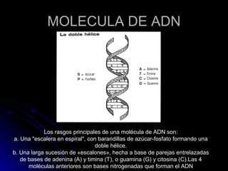 MOLECULA DE ADN Los rasgos principales de una molécula de ADN son: a. Una "escalera en espiral", con barandillas de azúcar-fosfato formando una doble hélice. b. Una larga sucesión de «escalones», hecha a base de parejas entrelazadas de bases de adenina (A) y timina (T), o guamina (G) y citosina (C).Las 4 moléculas anteriores son bases nitrogenadas que forman el ADN 