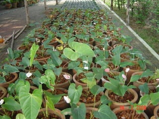 ร้อยคุณค่าพฤกษาพรรณ 