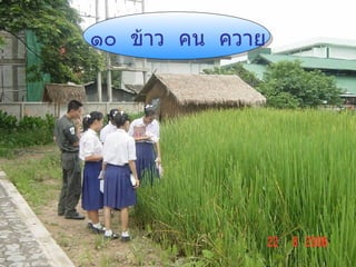 ๑๐  ข้าว  คน  ควาย   