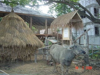 ข้าว  คน  ควาย 