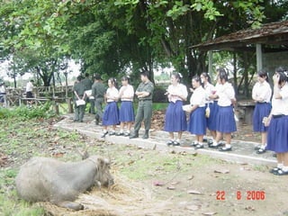 ข้าว  คน  ควาย 