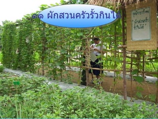 ๑๑ ผักสวนครัวรั้วกินได้ 