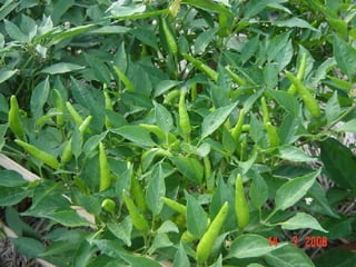 ผักสวนครัวรั้วกินได้ 