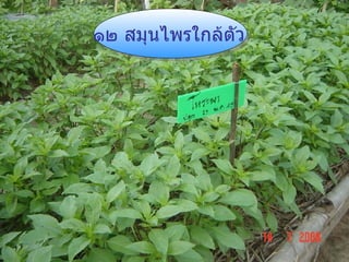 ๑๒ สมุนไพรใกล้ตัว 