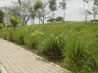 สมุนไพรใกล้ตัว 