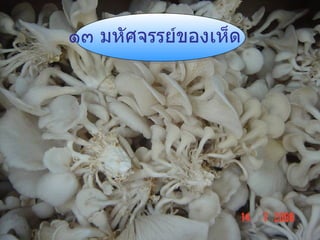 ๑๓ มหัศจรรย์ของเห็ด 