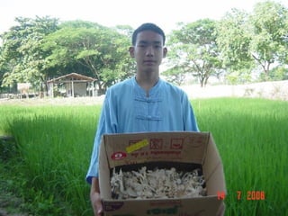 มหัศจรรย์ของเห็ด 