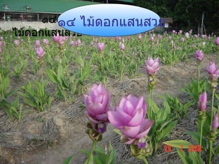 ๑๔ ไม้ดอกแสนสวย ๑๔ ไม้ดอกแสนสวย 