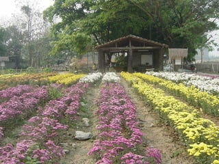 ไม้ดอกแสนสวย 