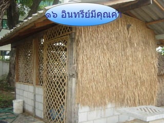 ๑๖ อินทรีย์มีคุณค่า 