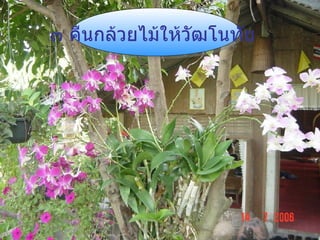 ๓ คืนกล้วยไม้ให้วัฒโนทัย 