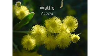 Wattle
Acacia
 