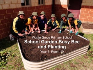 Wattle Grove Primary School
School Garden Busy Bee
and Planting
Year 7, Room 10
 