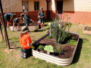 Wattle Grove Primary School - School Garden Busy Bee | PPT