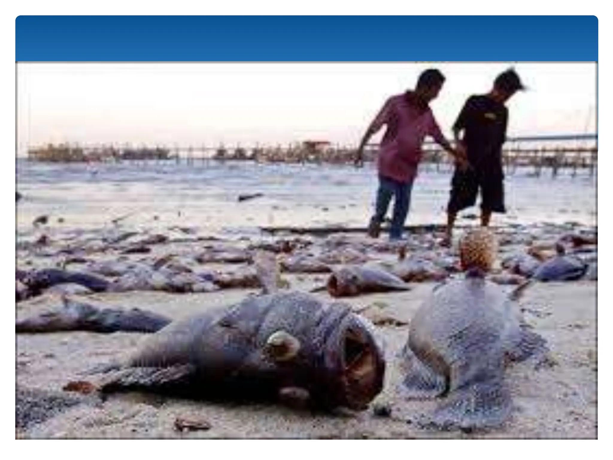 Wave.pptx english literature srilankan context | PPT