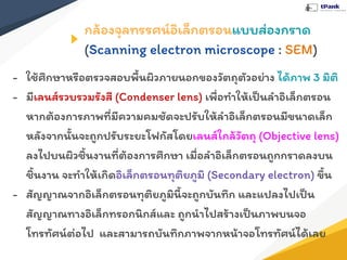 กล้องจุลทรรศน์อิเล็กตรอนแบบส่องกราด
(Scanning electron microscope : SEM)
- ใช้ศึกษาหรือตรวจสอบพื้นผิวภายนอกของวัตถุตัวอย่าง ได้ภาพ 3 มิติ
- มีเลนส์รวบรวมรังสี (Condenser lens) เพื่อทําให้เป็นลําอิเล็กตรอน
หากต้องการภาพที่มีความคมชัดจะปรับให้ลําอิเล็กตรอนมีขนาดเล็ก
หลังจากนั้นจะถูกปรับระยะโฟกัสโดยเลนส์ใกล้วัตถุ (Objective lens)
ลงไปบนผิวชิ้นงานที่ต้องการศึกษา เมื่อลําอิเล็กตรอนถูกกราดลงบน
ชิ้นงาน จะทําให้เกิดอิเล็กตรอนทุติยภูมิ (Secondary electron) ขึ้น
- สัญญาณจากอิเล็กตรอนทุติยภูมินี้จะถูกบันทึก และแปลงไปเป็น
สัญญาณทางอิเล็กทรอกนิกส์และ ถูกนําไปสร้างเป็นภาพบนจอ
โทรทัศน์ต่อไป และสามารถบันทึกภาพจากหน้าจอโทรทัศน์ได้เลย
 