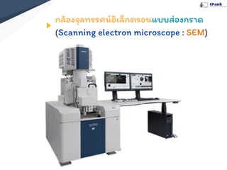 กล้องจุลทรรศน์อิเล็กตรอนแบบส่องกราด
(Scanning electron microscope : SEM)
 
