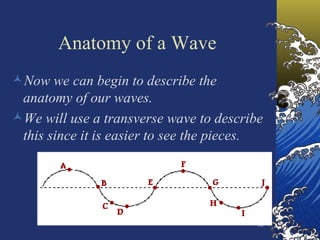 Anatomy of a Wave Now we can begin to describe the anatomy of our waves. We will use a transverse wave to describe this since it is easier to see the pieces. 