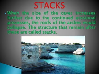  When the size of the caves increases
further due to the continued erosional
processes, the roofs of the arches would
collapse. The structure that remain after
these are called stacks.