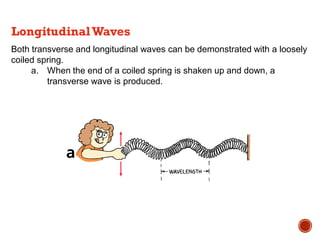 Both transverse and longitudinal waves can be demonstrated with a loosely
coiled spring.
a. When the end of a coiled spring is shaken up and down, a
transverse wave is produced.
LongitudinalWaves
 