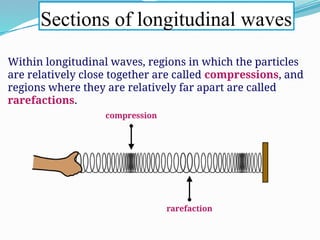 Within longitudinal waves, regions in which the particles
are relatively close together are called compressions, and
regions where they are relatively far apart are called
rarefactions.
Sections of longitudinal waves
compression
rarefaction
 