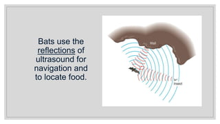 Bats use the
reflections of
ultrasound for
navigation and
to locate food.
 