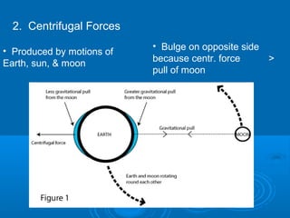 2. Centrifugal Forces
                           • Bulge on opposite side
• Produced by motions of
                           because centr. force     >
Earth, sun, & moon
                           pull of moon
 