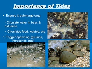 Importance of Tides
• Expose & submerge orgs

 • Circulate water in bays &
 estuaries
 • Circulates food, wastes, etc
• Trigger spawning (grunion,
       horseshoe crab)
 
