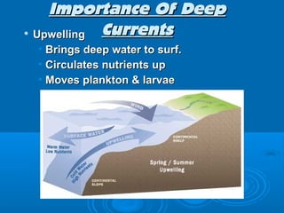 Importance Of Deep

    Upwelling Currents
    • Brings deep water to surf.
    • Circulates nutrients up
    • Moves plankton & larvae
 