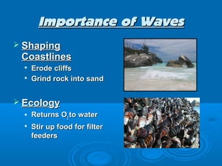 Importance of Waves
 Shaping
 Coastlines
     Erode cliffs
     Grind rock into sand


 Ecology
     Returns O2 to water
     Stir up food for filter
      feeders
 