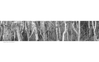 Wetland Forest, Travis Dickerson
 