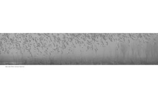 Wax Lake Delta, Cameron Spencer
 